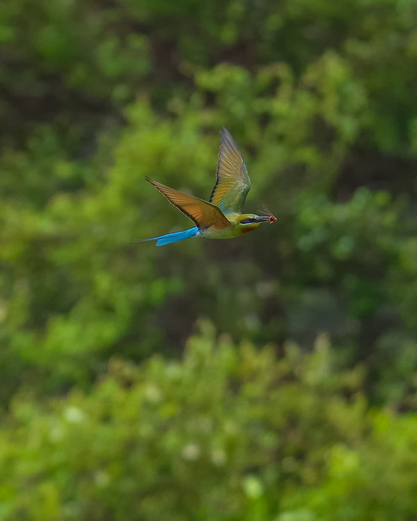 Blue Tailed Bee Eater - when they dive to grab pre...