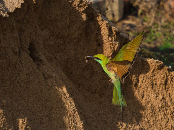 Green Bee Eater - at the entrance to the nest, wit...
