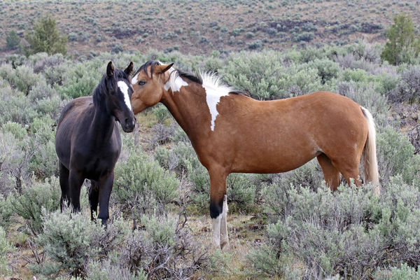"The best of friends".  These must be young horses...