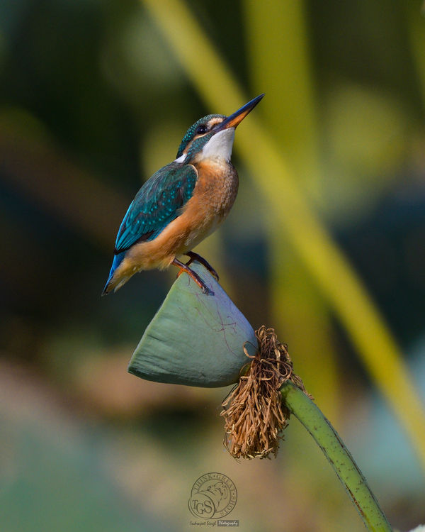 Common Kingfisher...