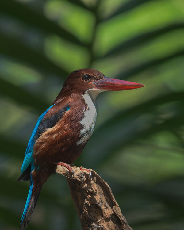 White Breasted Kingfisher...
