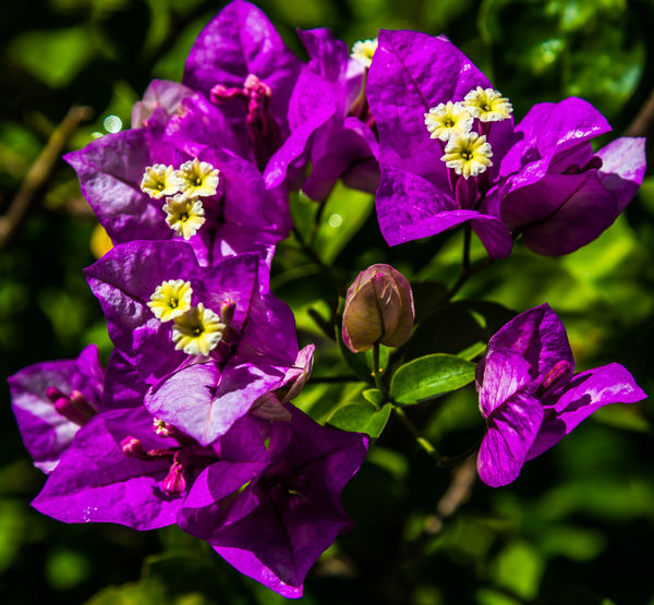 2 - Purple Bougainvillea flowers: the purple parts...