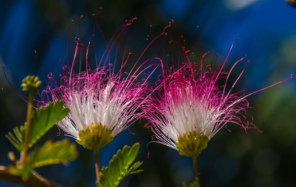 4 - Feathery mimosa tree blossoms...