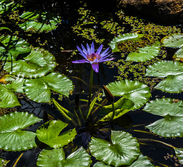 8 - Purple water lily...