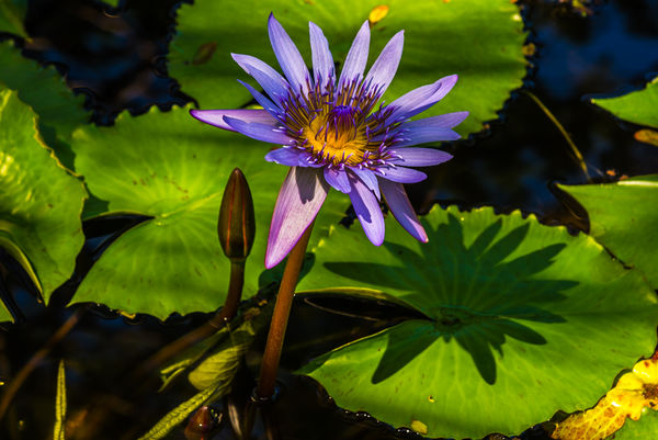 9 - Close-up of purple water lily...