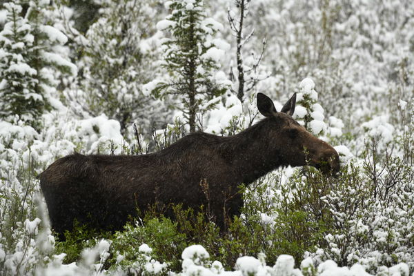 Moose above Warm Spring...