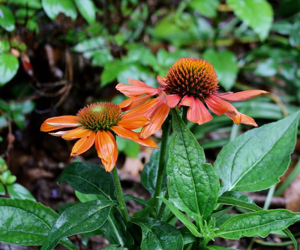 cone flower from my garden for you!...
