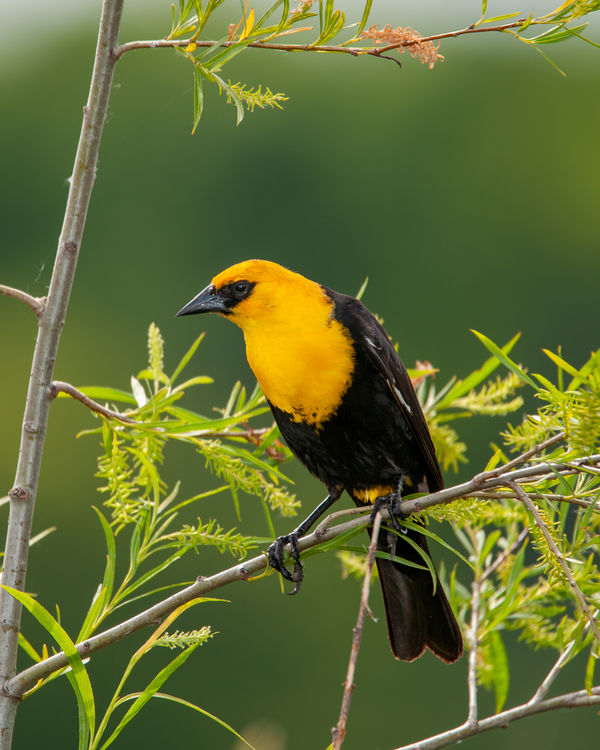 male yellow headed blackbird...
