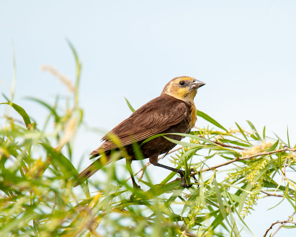 female yellow headed blackbird...