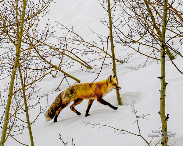 Crested Butte, CO, Red Fox.  Liked the shot but fo...