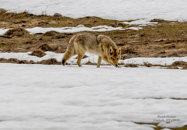 Crested Butte, CO, Coyote...