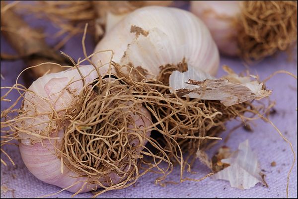 9. A couple of cloves of Garlic....