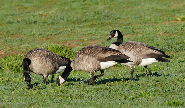 Cropped and Resized Canada Geese...
