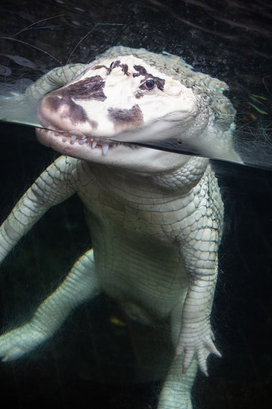A extremely rare "leucitic", not albino, alligator...