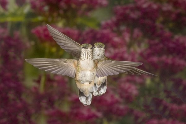 Two Female Broad-tailed Hummingbirds...