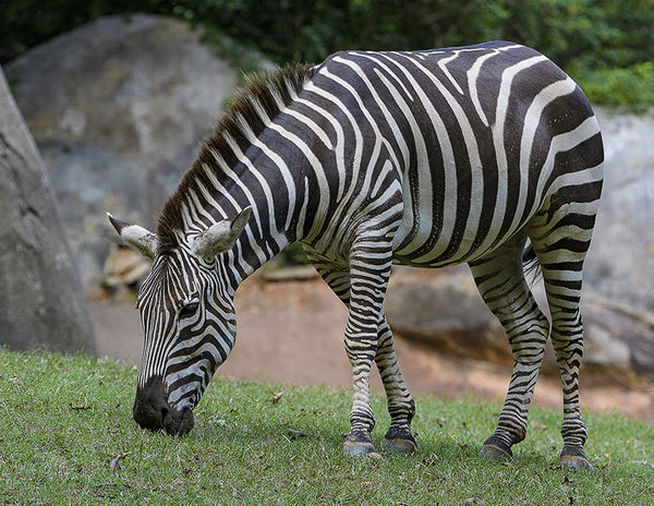 Zebra 80-400mm G...