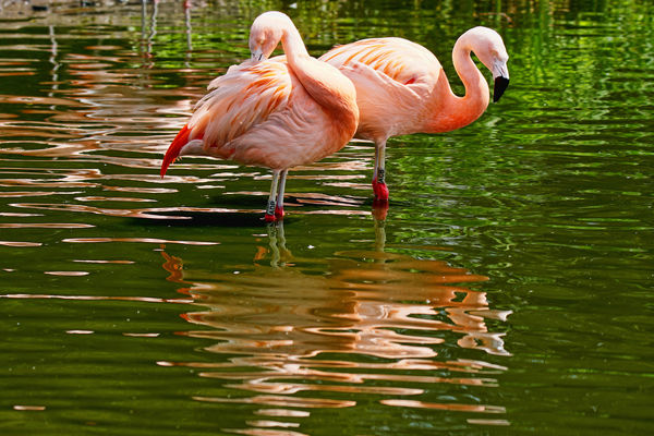 Pink Flamingoes...
