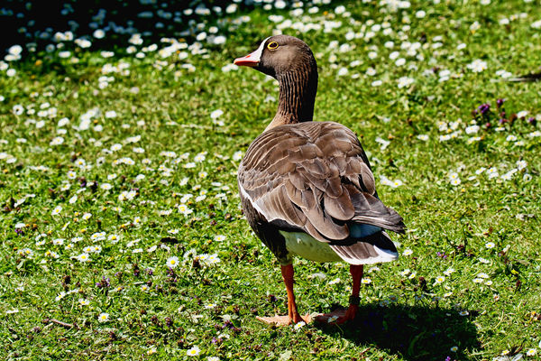 Lesser white fronted Goose...