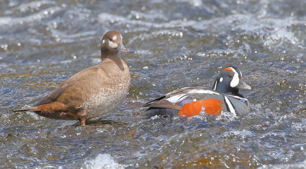 Harlequin duck pair at least for awhile...