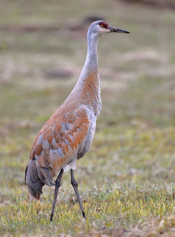Sandhill crane - no AF point where the head is...