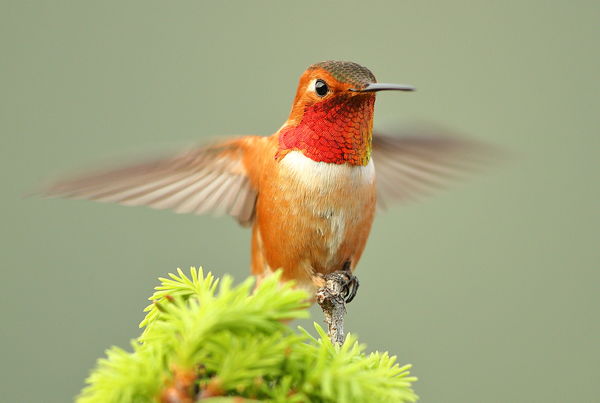 When photographing hummers with natural light that...