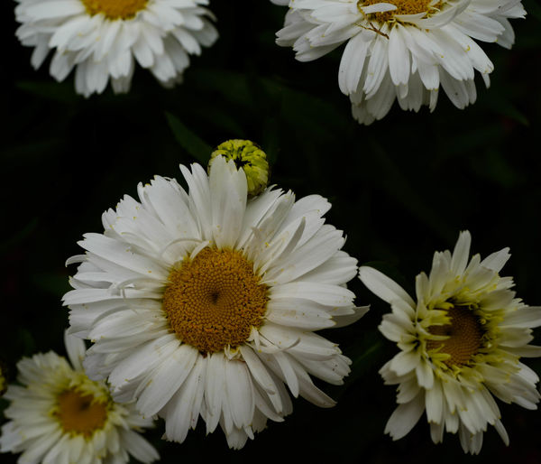 Profusion of daisies...