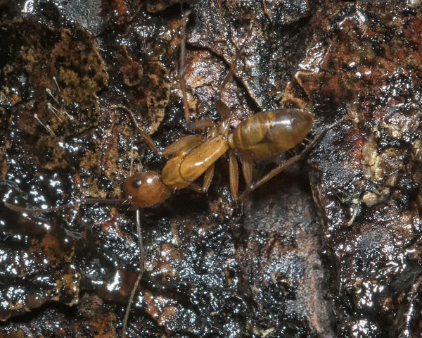 Ant at moth bait on tree....