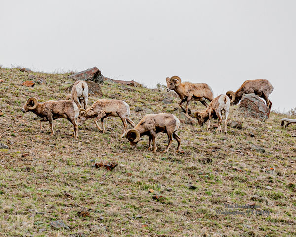 Yellowstone Nat'l Park, Big Horn Sheep...