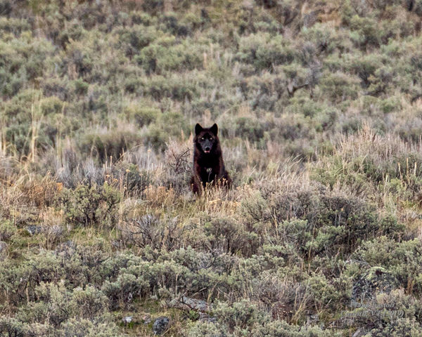 Yellowstone Nat'l Park, Grey Wolf (yes, I know he'...