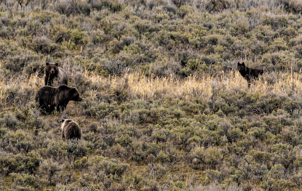 Yellowstone Nat'l Park, Boar Grizzly (top), Sow Gr...