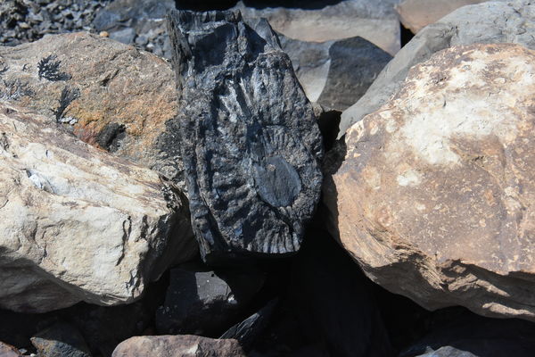 patagonia fossils