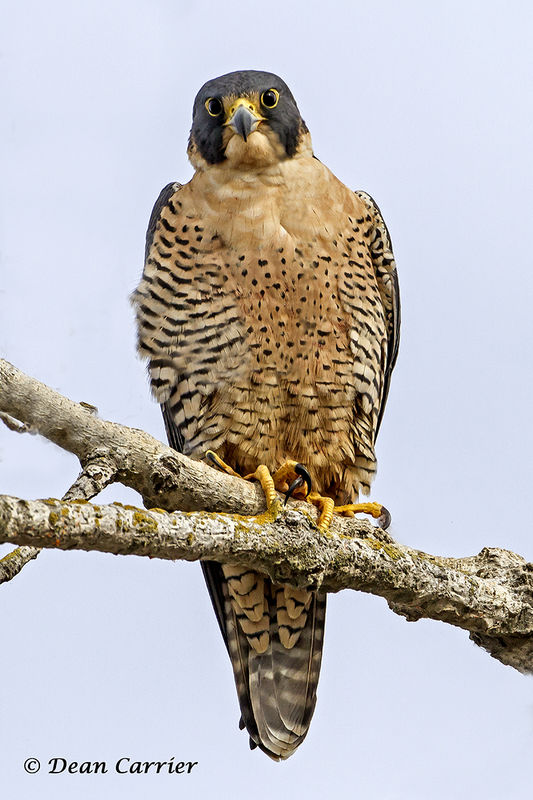 Peregrine falcon...