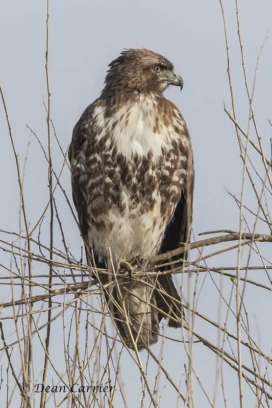 Red-tailed hawk...