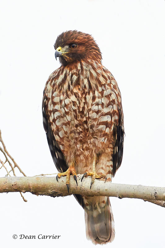 Red-shouldered hawk...