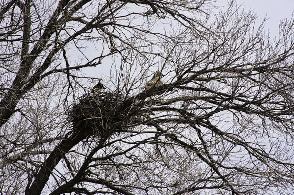 Big bird, walked up to tree......