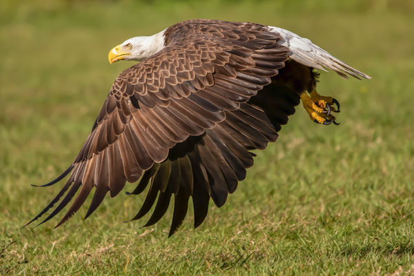 a Florida eagle...