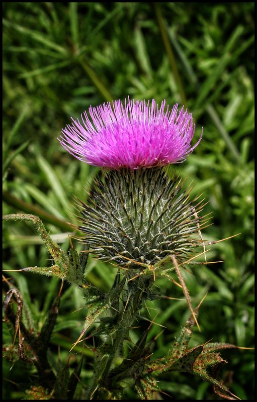 Thistle the National flower of Scotland...