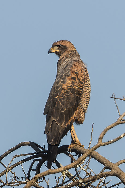 Some Central/South American raptors: More raptors from my files.