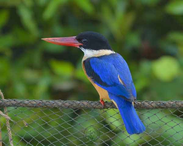 Black Capped Kingfisher...