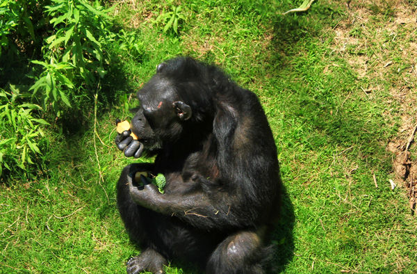 Chimpanzee having a snack...