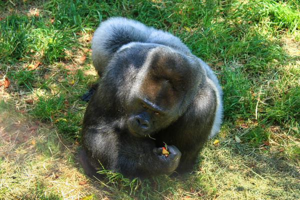 Trudy at 61 is the oldest Gorilla living in the wo...