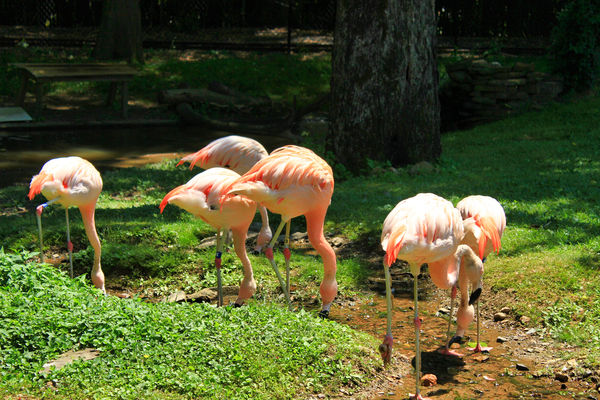 Chilean Flamingos a near Threatened Species...