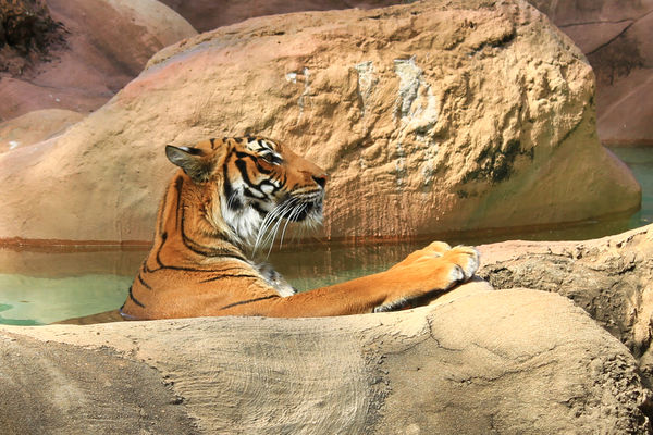 Suhana Malayan Tigress Chillin in her Pool...