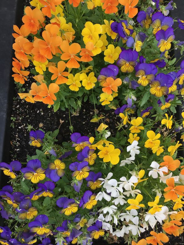 A flower-bed in Boston...