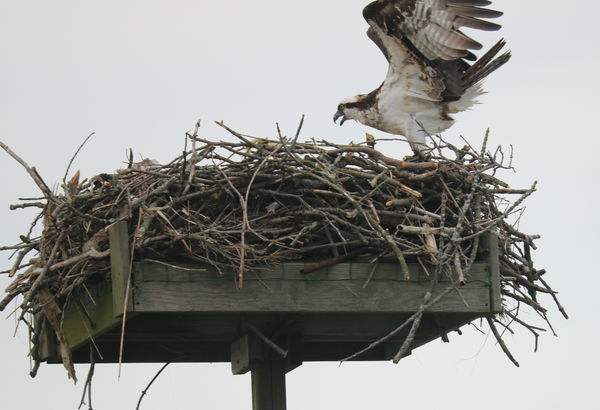 Osprey on nest platform...