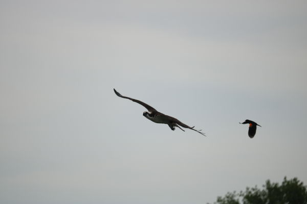 Osprey being chased by a red winged blackbird....