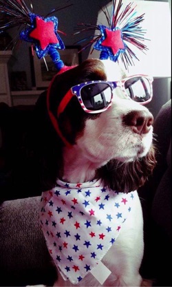 Riley-from his owner for the 4th...