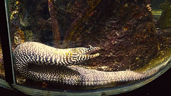 Hawaiian dragon moray eel...