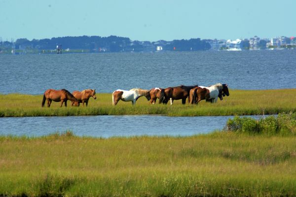 Caught this band out in the marsh along the causew...