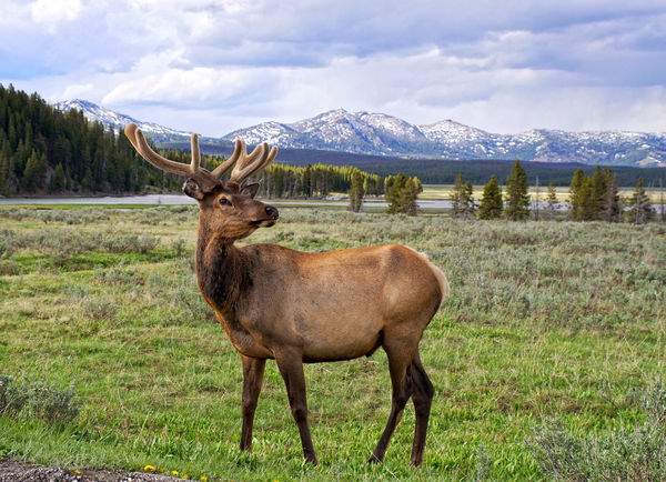 this majestic elk crossed a parking lot right betw...